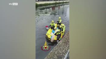 Milano, capriolo nel Naviglio salvato dai vigili del fuoco