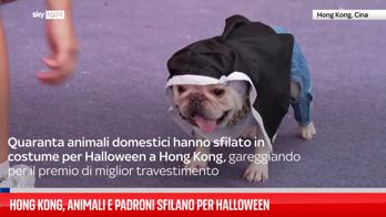 Hong Kong, animali e padroni sfilano a tema Halloween