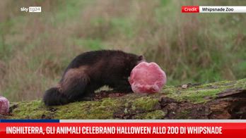 Inghilterra, gli animali celebrano Halloween allo zoo di Whipsnade