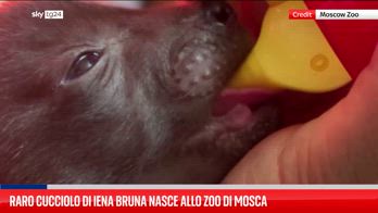 Raro cucciolo di iena bruna nato nello zoo di Mosca