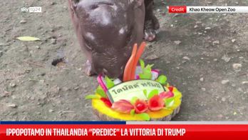 Ippopotamo in Thailandia “predice” la vittoria di Trump