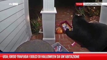 Usa, orso trafuga i dolci di Halloween da un’abitazione