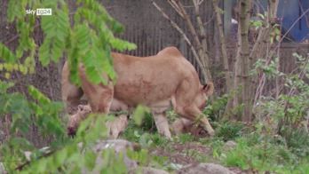 Copenaghen, zoo presenta 5 cuccioli di leone al pubblico