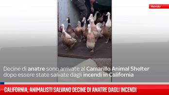 Animalisti salvano 80 anatre dagli incendi in California