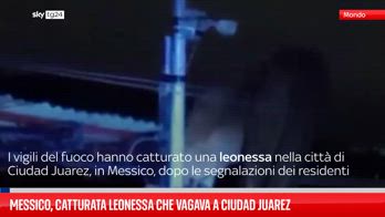 Messico, catturata leonessa che vagava a Ciudad Juarez