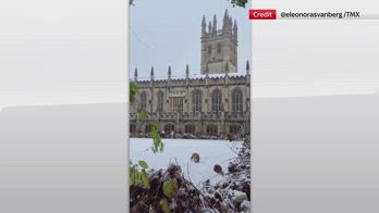 Uk, volpi giocano nella neve allâuniversitÃ  di Oxford