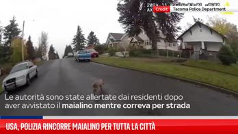 Maialino "guida" una squadra investigativa a Washington