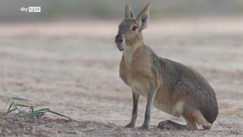 Dubai, oasi del deserto popolata da roditori argentini