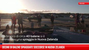 Decine di balene spiaggiate soccorse in Nuova Zelanda