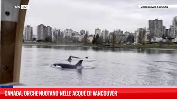 Orche fanno un'apparizione a sorpresa a Vancouver