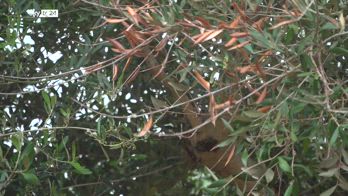 Emergenza xylella, il batterio avanza inarrestabile, è alle porte di Bari