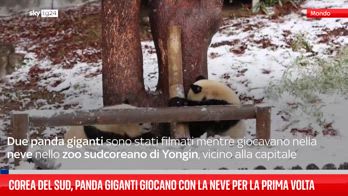 Seul, panda giganti giocano con la neve per la prima volta