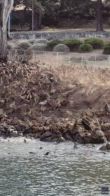 Una valanga di leoni marina si getta in mare. VIDEO