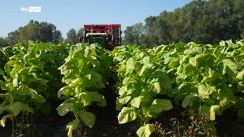 Siglato accordo da un miliardo per la filiera del tabacco