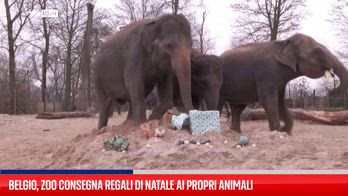 Belgio, animali di Pairi Daza ricevono regali di Natale
