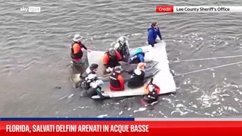 Florida, salvati delfini arenati in acque basse