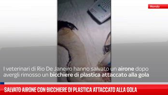 Salvato airone con bicchiere di plastica attaccato alla gola