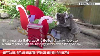 Australia, regali di natale per gli animali dello zoo