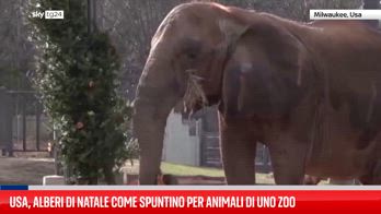 Elefanti sgranocchiano alberi di Natale in uno zoo di Milwaukee