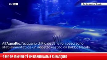 Babbo Natale subacqueo si tuffa in acquario brasiliano