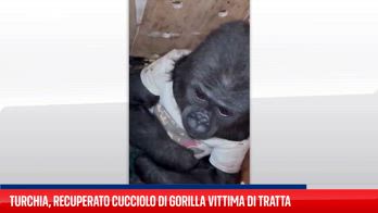 Turchia, recuperato cucciolo di gorilla vittima di tratta