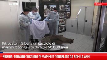 Siberia, trovato cucciolo di mammut congelato da 50mila anni