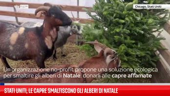 Usa, capre smaltiscono gli alberi di natale dopo le feste