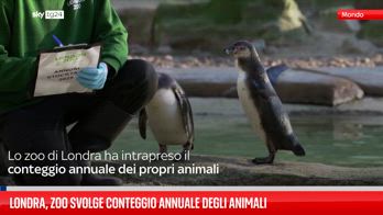 Gorilla e pinguini affrontano il freddo durante inventario allo zoo di Londra