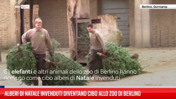 Alberi croccanti come cibo per gli animali dello zoo di Berlino