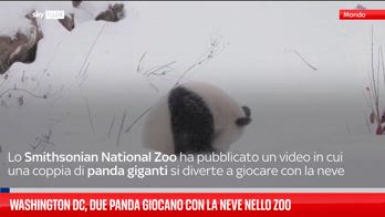 Washington DC, due panda giocano con la neve nello zoo