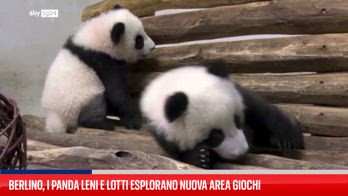 I cuccioli di panda esplorano la nuova area giochi allo zoo di Berlino