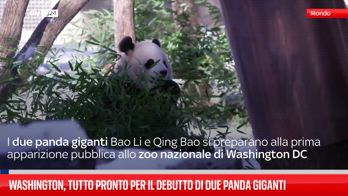 Una coppia di panda giganti debutta nello zoo di Washington