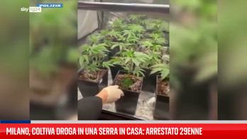 Milano, coltivava droga in una serra allestita in casa: arrestato un 29enne