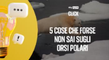 Cinque cose che forse non sai sugli orsi polari