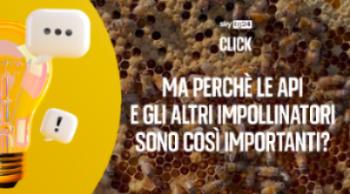 CLICK - L'importanza degli impollinatori