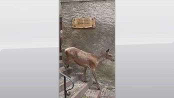 L'Aquila, femmina di cervo gira per le vie di Villalago