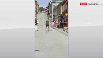 Norvegia, un alce corre in mezzo alla strada a Roros