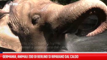 Berlino, allo zoo gli elefanti si rinfrescano nelle fontane