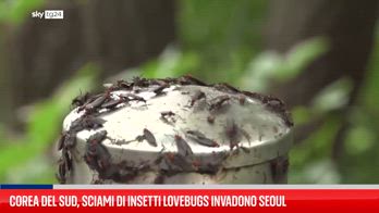 Corea del Sud, sciami di insetti lovebugs invadono Seoul