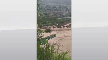 Alluvione in Cina, maiali trascinati dalle acque a Sichuan