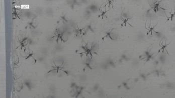 Virus West Nile, il Ministero della Salute diffonde le linee guida