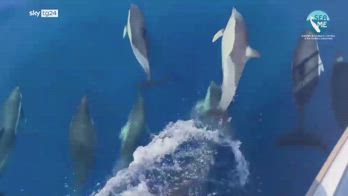 Delfini con cuccioli avvistati nel Golfo dell'Asinara