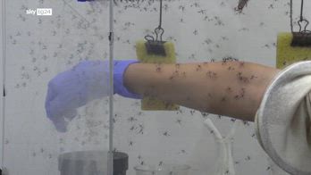 West Nile, morto un 68enne in provincia di Caserta