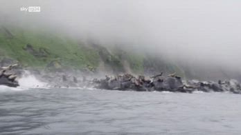 Scossa a Kamchatka, leoni marini si gettano in mare