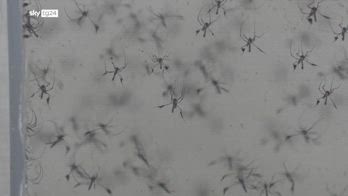 West Nile, infettivologa: "A rischio solo pazienti fragili"
