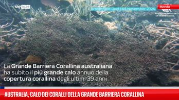 Australia, calo dei coralli della grande barriera corallina