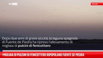 fenicotteri spagna