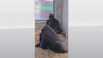 Zoosafari di Fasano, nasce cucciolo di gorilla dopo 50 anni