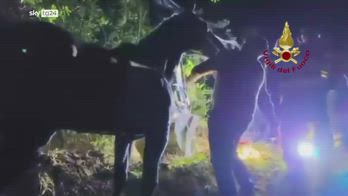 Ascoli Piceno, cavalli cadono in un burrone: salvati