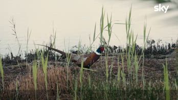 Bruno Barbieri 4 Hotel: Hotel Airone